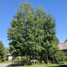 Populus Tremuloides Prairie Gold Aspen