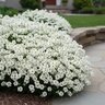 Iberis Sempervirens Candytuft