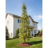 Cedrus Deodara Gold Cone Deodar Cedar