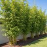 Bambusa textilis var. gracilis Slender Weaver's Bamboo