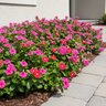 Catharanthus Roseus Cora XDR Texas Mixture Vinca