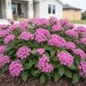 Pentas Lanceolata True Pink Egyptian Star Flower