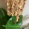 Mossify Premium Long Fiber Sphagnum Moss 150 g. 732 cu. in. Bag