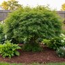 Green Diamond Myko Start Pro 4-2-2 1.5%Ca Ornamental Tablet Fertilizer 11 lb. (250 Count) Box