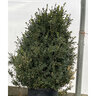 Buxus microphylla Julia Jane Littleleaf Boxwood