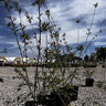 Salix Irrorata Bluestem Willow