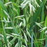 TXDOT Houston District PUC with Oats Native (PLS) Seed Mixture per lb.

