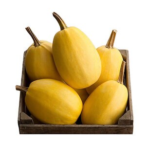 Squash Speghetti Vegetable Seed 1/8 oz. Packet