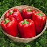 Pepper California Wonder Vegetable Seed 1/64 oz. Packet