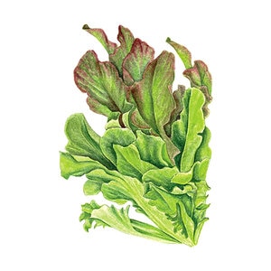 Lettuce Leaf Vegetable Seed Salad Bowl Blend Organic 45 gm