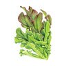 Lettuce Leaf Vegetable Seed Salad Bowl Blend Organic 45 gm