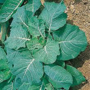 Georgia Southern Collards
