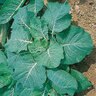 Georgia Southern Collards