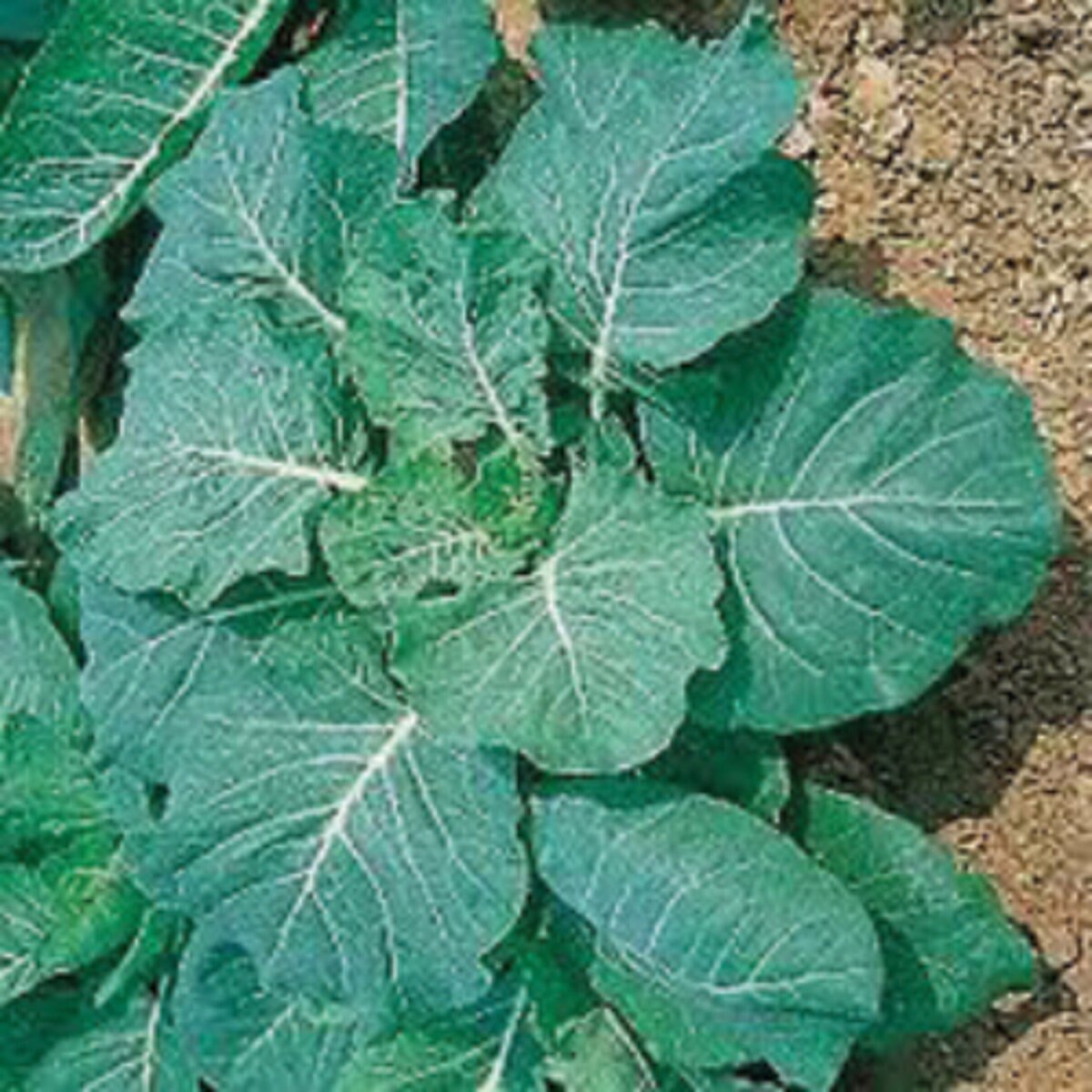 Georgia Southern Collards | SiteOne US