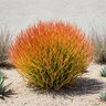 Euphorbia Tirucalli Sticks of Fire Indian Tree Spurge