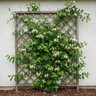 Lonicera Japonica Japanese Honeysuckle