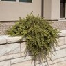 Portulacaria Afra Variegata Rainbow Elephant Bush