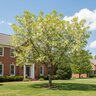 Robinia Pseudoacacia Black Locust