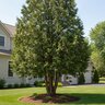 Thuja Plicata Excelsa Western Red Cedar