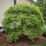 Acer Japonicum Green Cascade Full Moon Maple