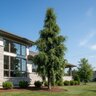 Callitropsis (Chamaecyparis) Nootkatensis Green Arrow Alaskan Cedar