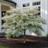 Acer Palmatum Ukigumo Japanese Maple