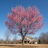 Prunus Mume Peggy Clarke Japanese Apricot