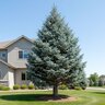 Picea pungens Bob's Blue Blue Spruce