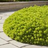Sedum Mexicanum Lemon Coral Stonecrop