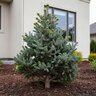 Abies Koreana Horstmann's Silberlocke Korean Fir