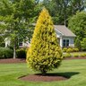 Thuja Occidentalis George Peabody Arborvitae