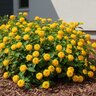 Lantana X Hybrida Gold Mound Lantana