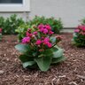 Kalanchoe Blossfeldiana Calandiva Kalanchoe