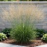 Molinia Caerulea spp. Arundinacea Skyracer Purple Moor Grass