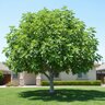Ficus Carica Celeste Fig
