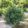 Ternstroemia Gymnanthera Grevan Jade Tiara Cleyera