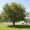 Prunus Avium Rainier Cherry