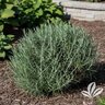 Helichrysum Thianschanicum Icicles Licorice-Plant