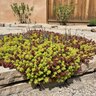 Sedum Species Stonecrop