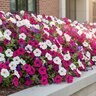Petunia X Hybrida Easy Wave Formula Mixture Spreading Petunia