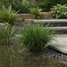 Juncus Effusus Big Twister Corkscrew Rush