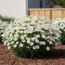Argyranthemum Frutescens Comet White Cobsing Marguerite Daisy