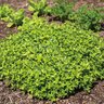 Thymus X Citriodorus Lime Lemon Thyme