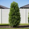 Podocarpus Macrophyllus Emerald Flame Yew Plum Pine