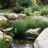 Equisetum Scirpoides Dwarf Horsetail