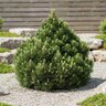 Pinus Heldreichii (Leucodermis) Banderica Bosnian Pine