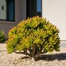 Crassula Ovata Gollum Jade Plant