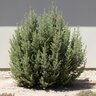 Adenanthos Silver Haze Wollybush