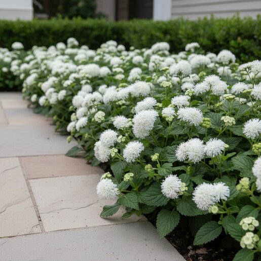 Ageratum Houstonianum Aloha White Floss Flower SiteOne US