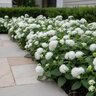 Ageratum houstonianum Aloha White Floss Flower
